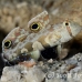 goby_spot_twin_res_kb_h_0427_png1109.jpg
